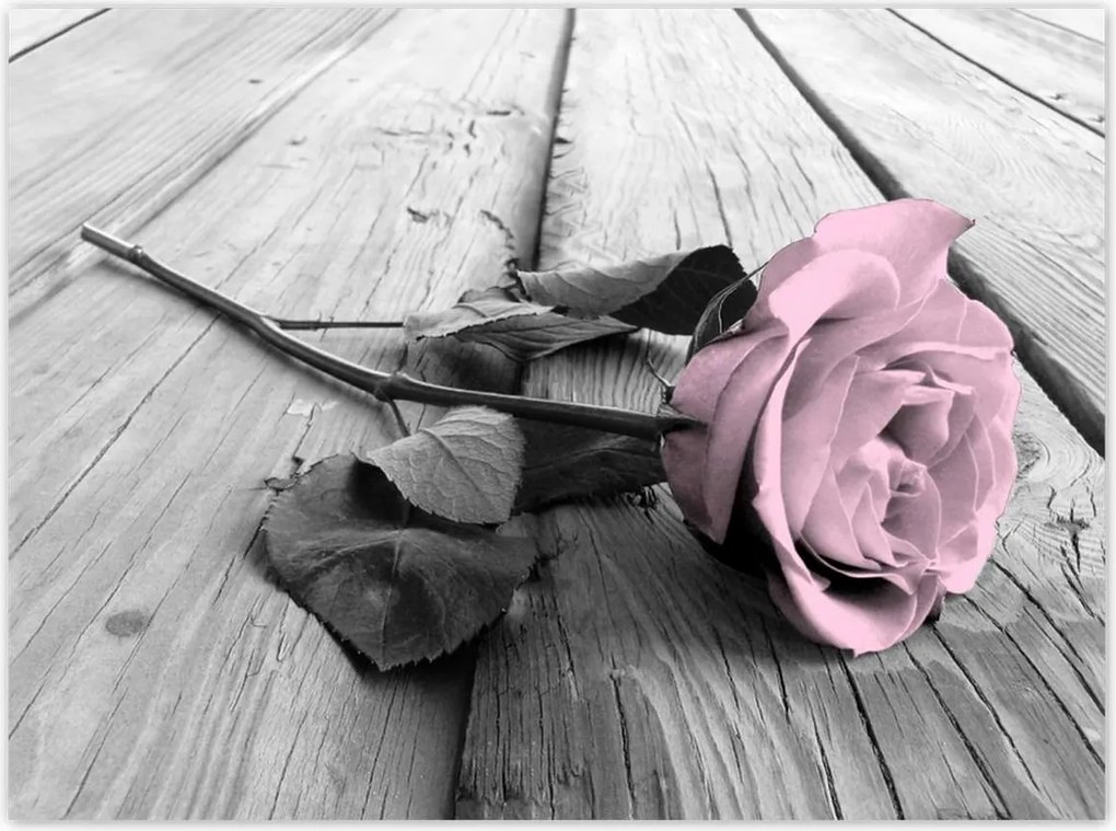 Poszterek 135x100 Púderrózsaszín Old pink Rose