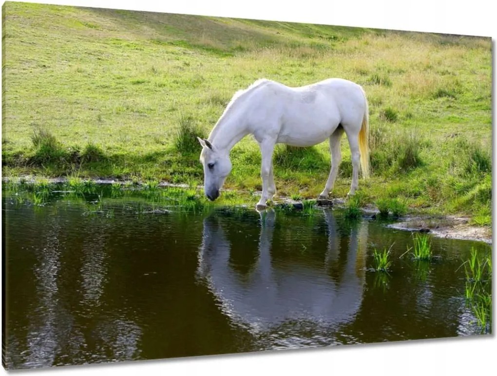 Vászonkép 120x80 Fehér ló