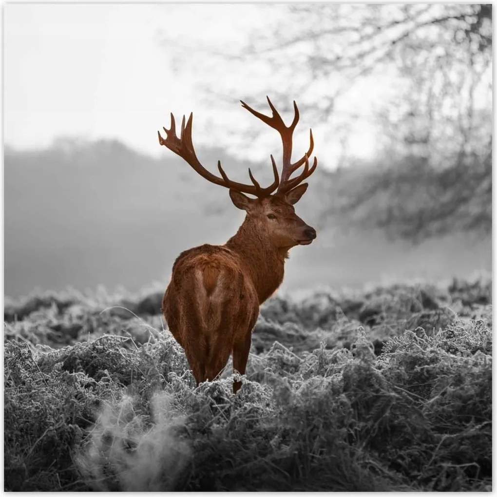 Poszterek 100x100 Méltóságteljes szarvas szarvakkal