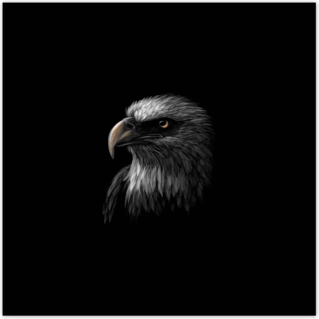 Poszter 70x70 Sas Fehér madár sas