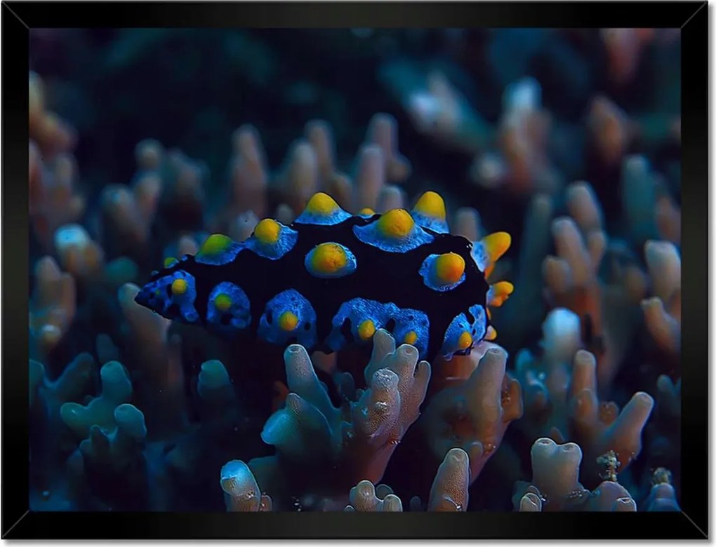 Poszterek keretben 40x30 Korallzátony hal
