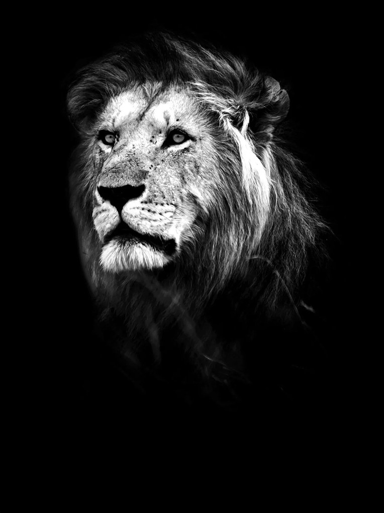 Fotótapéta Oroszlán Fekete-fehér Portré Erő Elegancia Természet 206x275 +ragasztó
