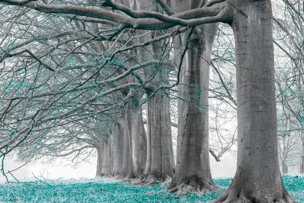 Poszter 91,5x61cm Fák egy sorban türkiz levelek, Assaf Frank