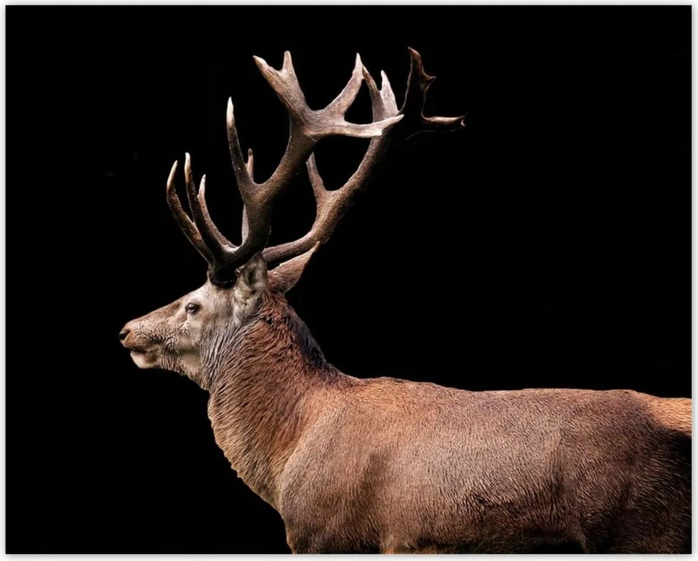 Poszterek 50x40 Szarvas szarvakkal