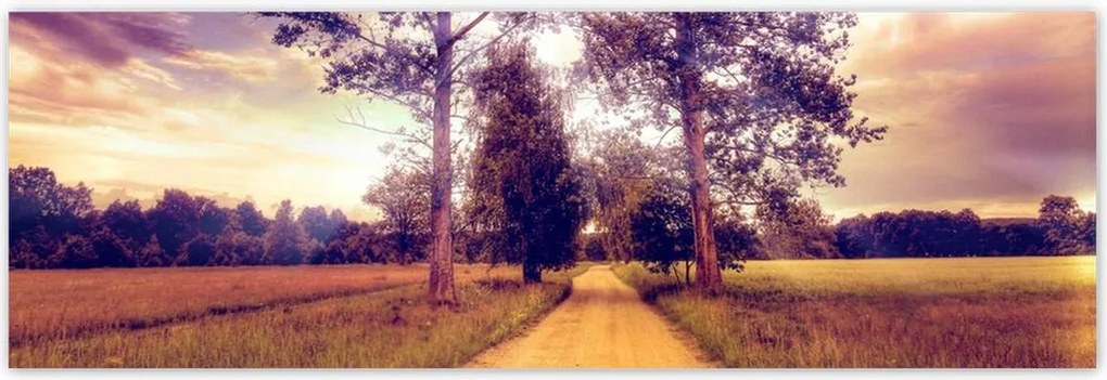 Poszterek 200x66 Fák az út mellett