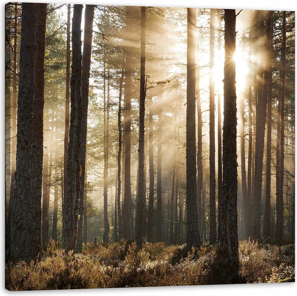 Vászonkép Nap az erdőben Hideg színek Fű 90X90 cm