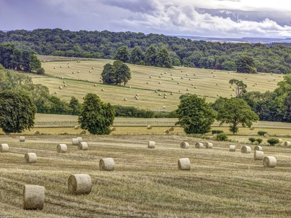 Poszter 40x30cm Szénakazalok a mezőkön, Assaf Frank