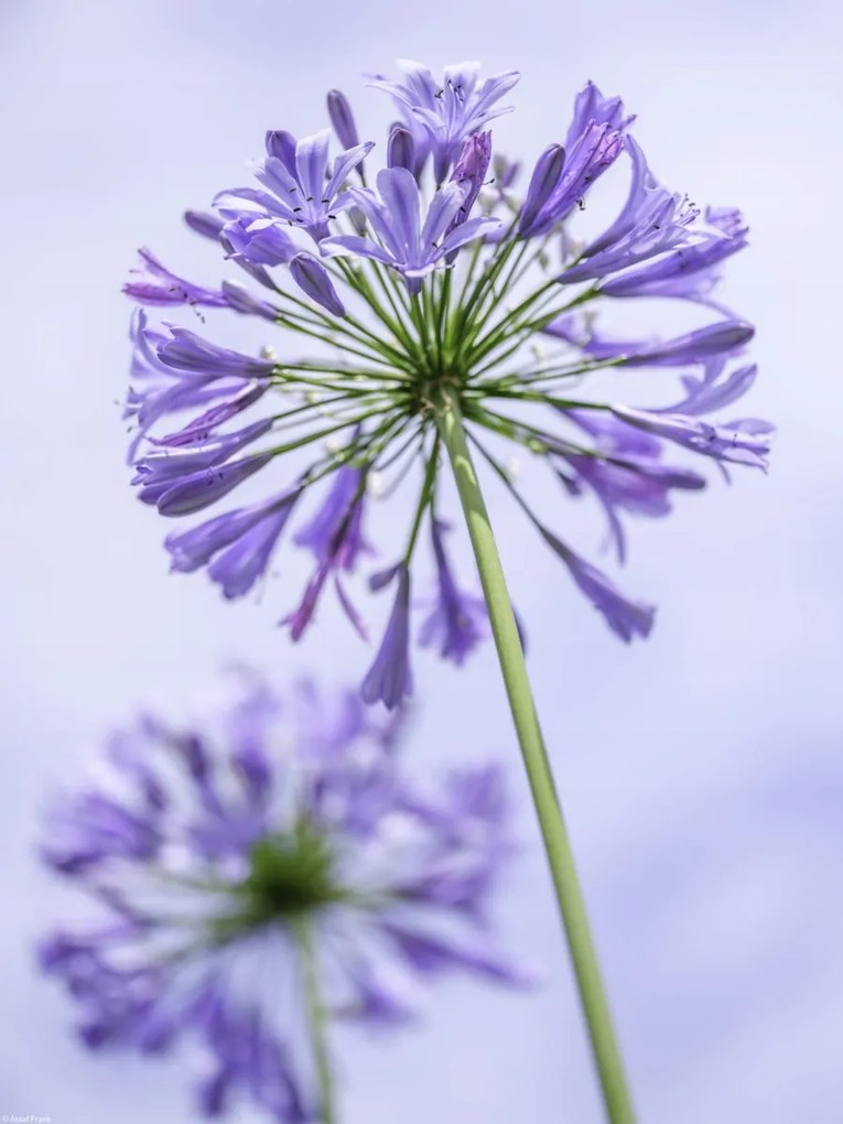 Poszter 30x40cm Afrikai liliom virágai, Assaf Frank