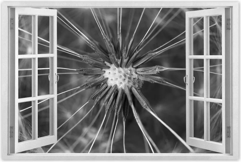 Poszterek 90x60 Pitypang Virág Virágok