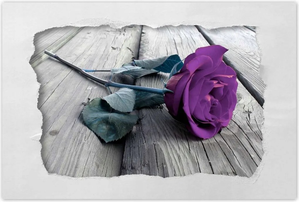 Poszterek 120x80 Lila rózsa padló