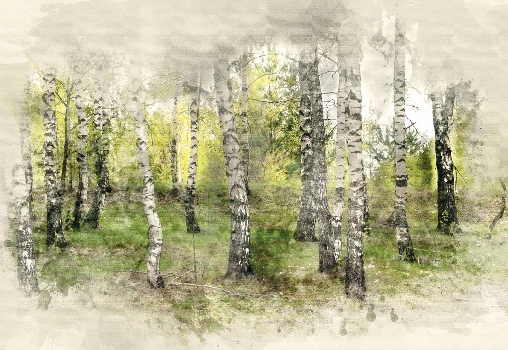 Tapéta vinil flizelin nyírfa erdő festett nyír 370x255cm