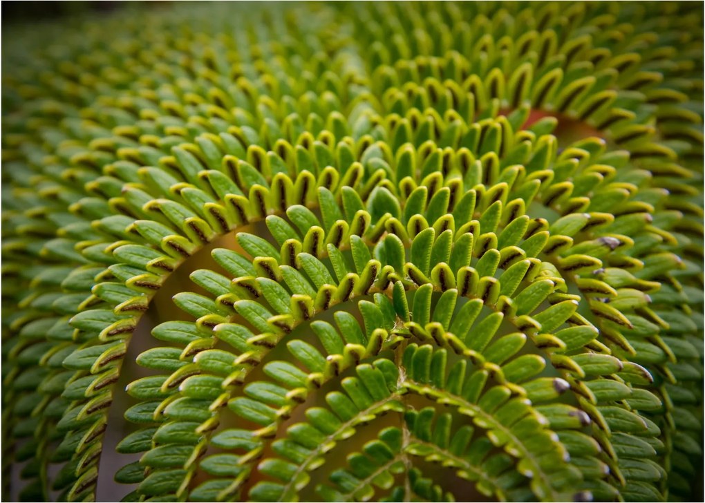 Üveg kép - Fern (70x50 cm)