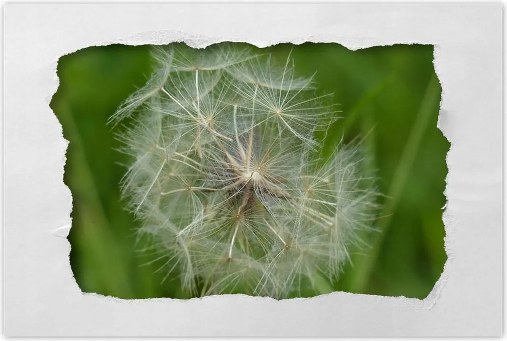 Poszterek 120x80 Pitypang Virág Virágok