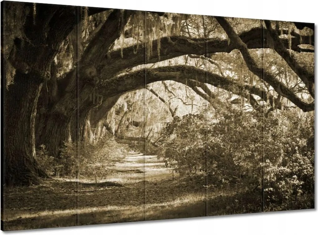 Vászonkép 100x70 Tölgyek a Szépia parkban