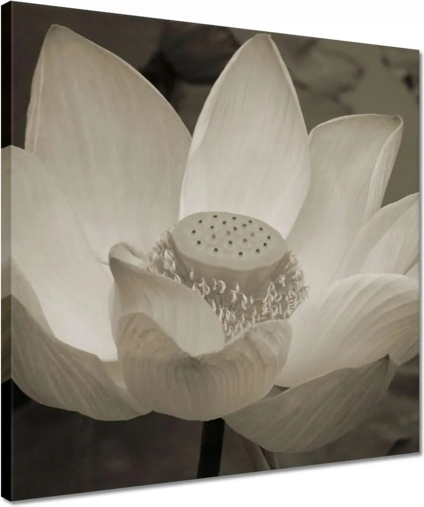 Vászonkép 40x40 Lótusz Lótuszvirág