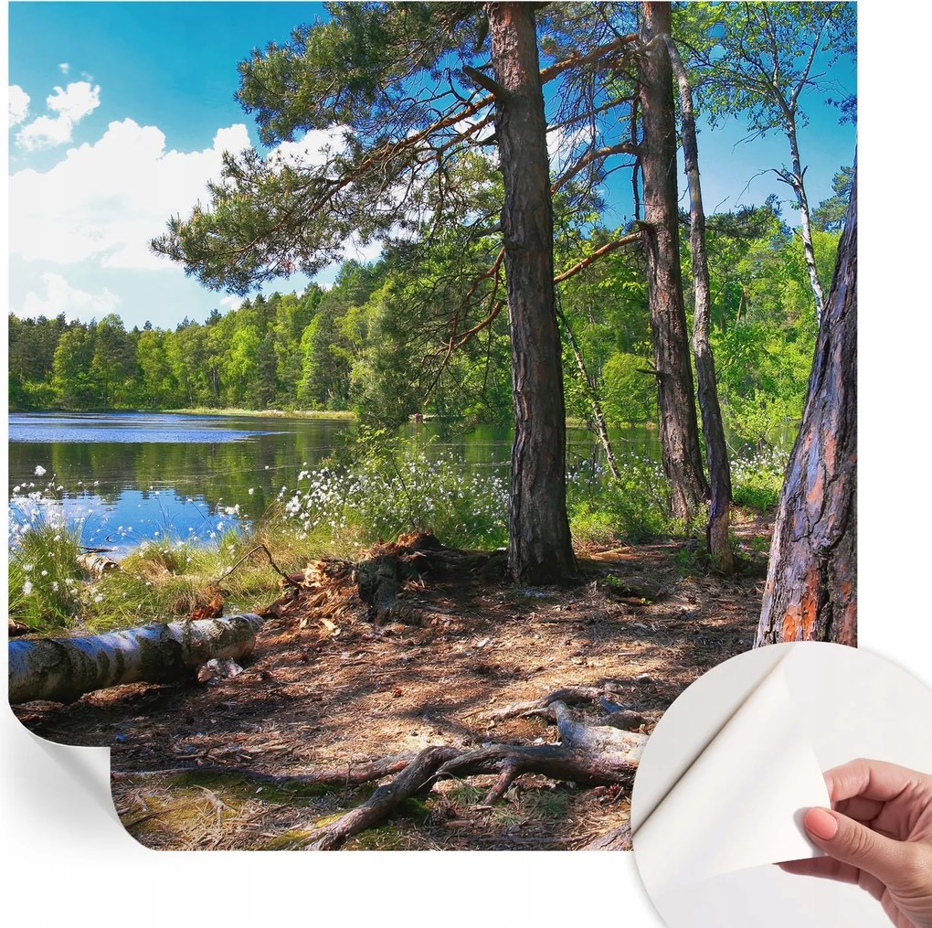 Fotótapéta Öntapadós Dekoratív tapéta Erdei táj 250x250 cm