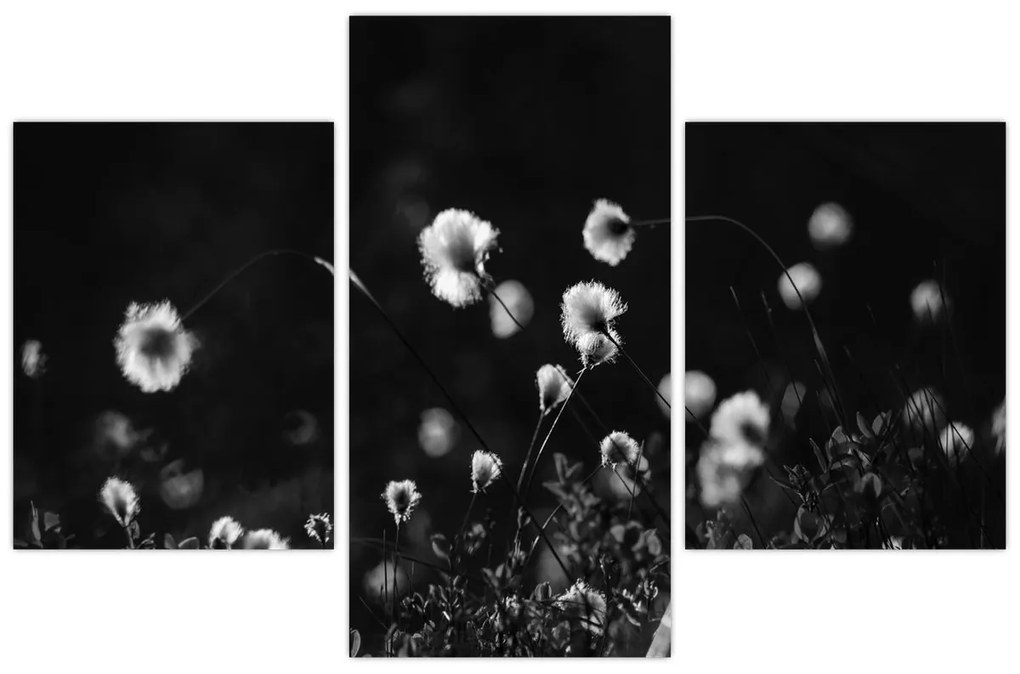 Kép - Gyapotfűvel borított rét N⁰1 (90x60 cm)