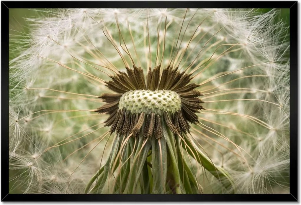 Poszterek keretben 60x40 Pitypang Virág Virágok