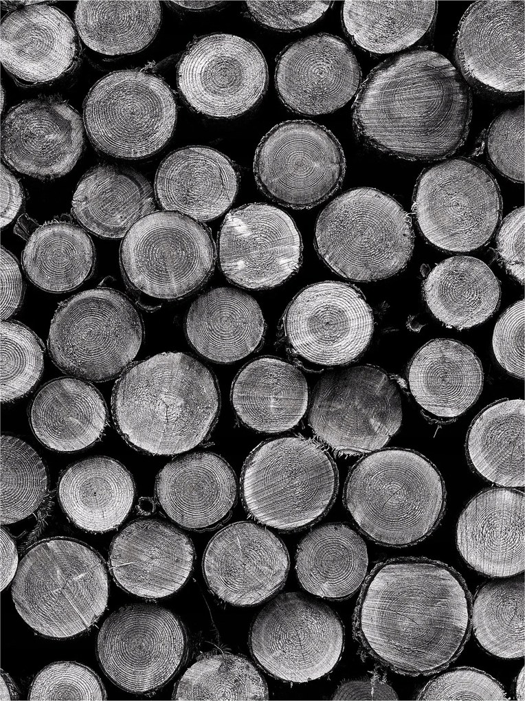 Flizelin fotótapéta Fa körök Rusztikus öko Loft 206x275 +ragasztó