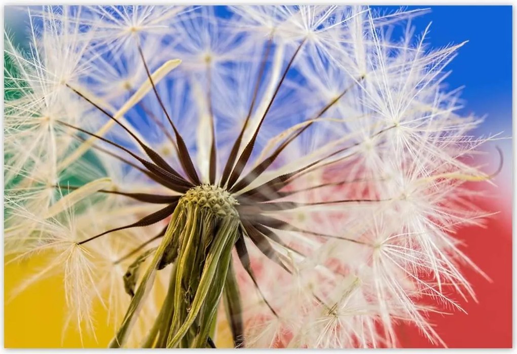 Poszterek 200x135 Pitypang színes