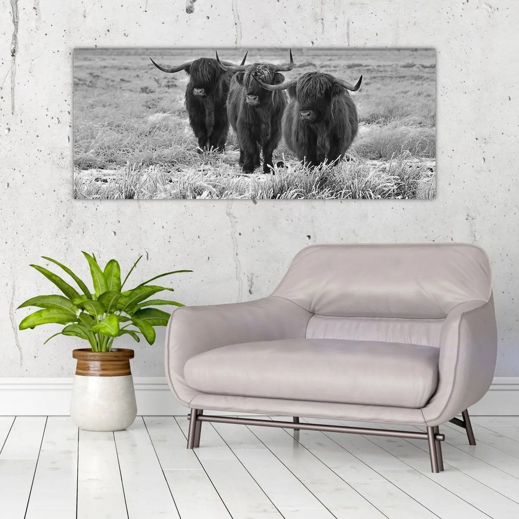 Kép - Skót tehenek (120x50 cm)