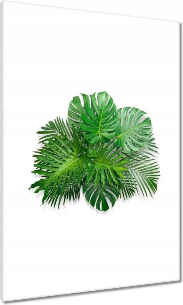 Vászonkép 70x100 Monstera Lyukas levelek