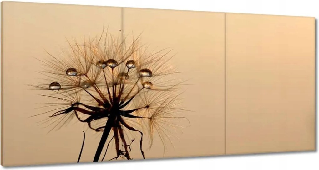 Vászonkép 120x60 Pitypang Virág Virágok