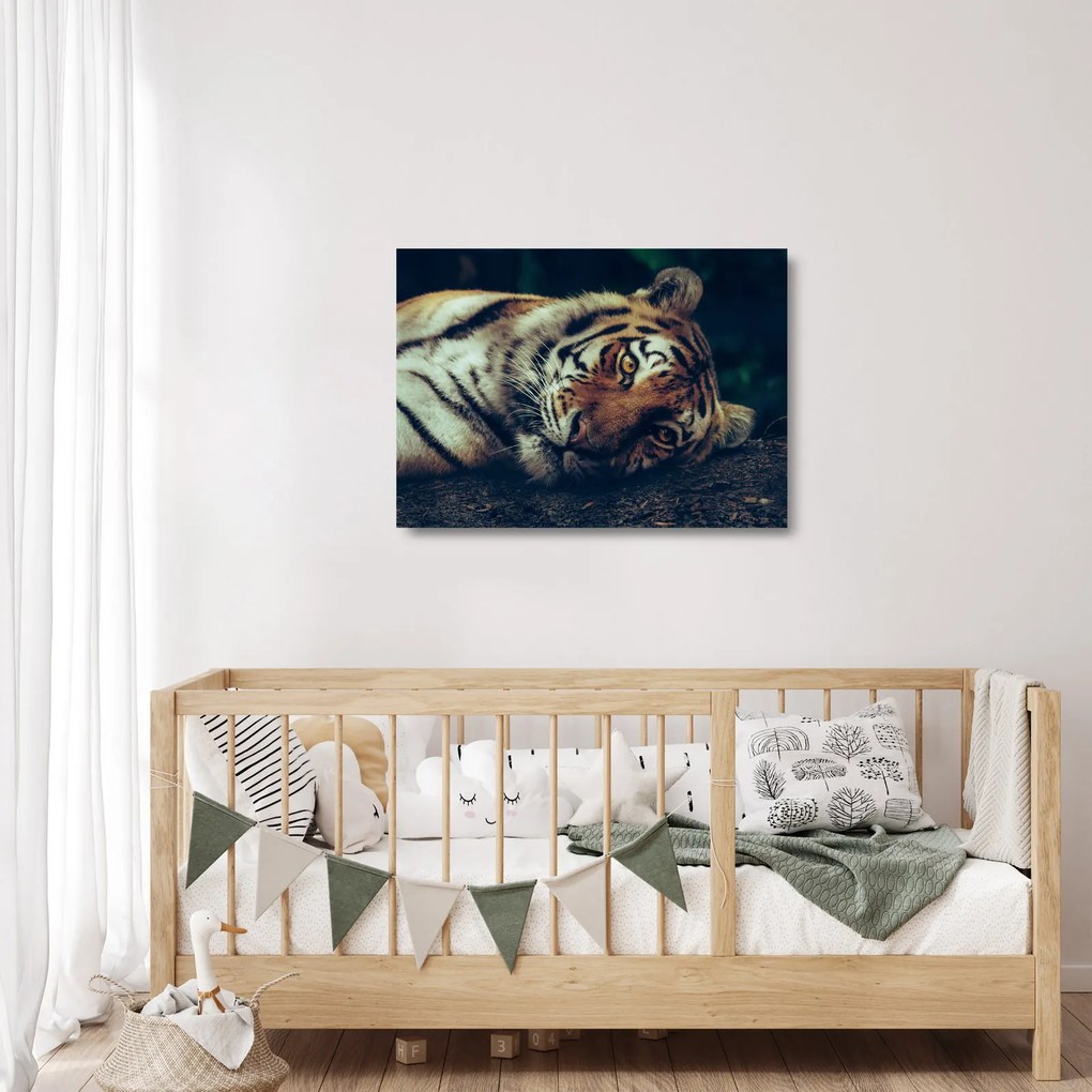 Kép - Szibériai tigris (üvegen) (70x50 cm)