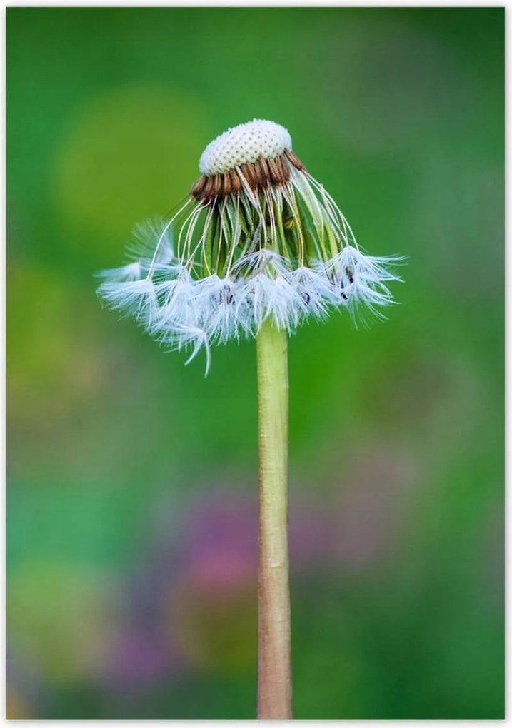 Poszterek 70x100 Pitypang Virág Virágok