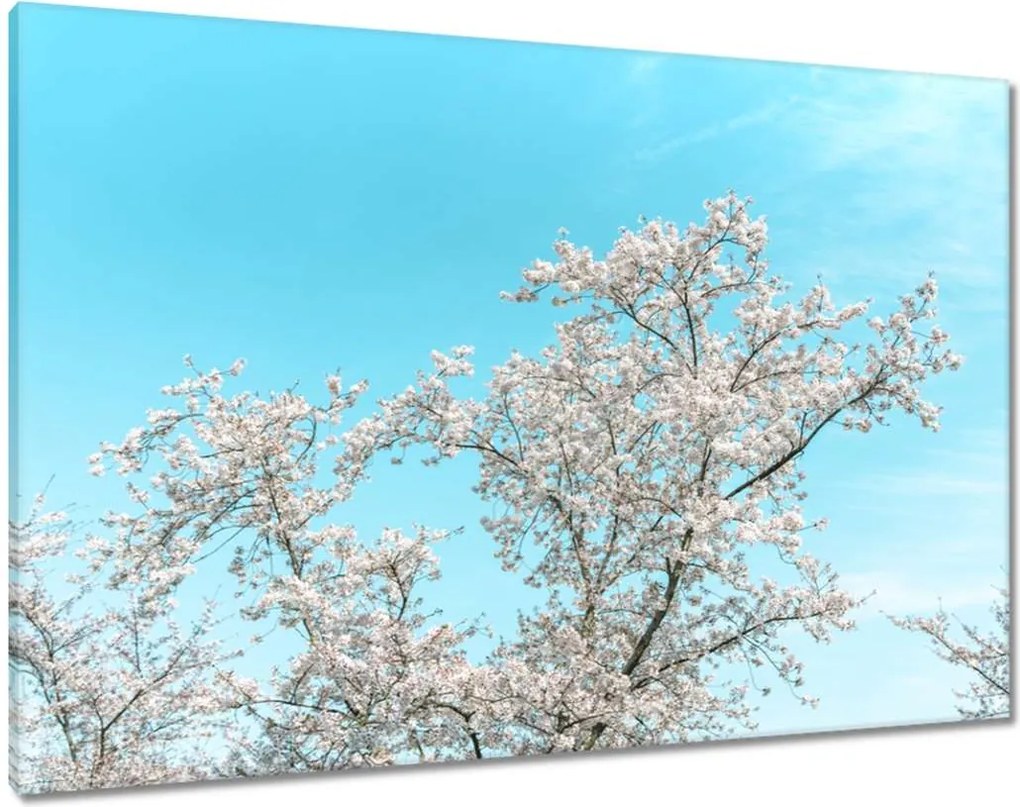 Vászonkép 100x70 Finom virágok Tavasz