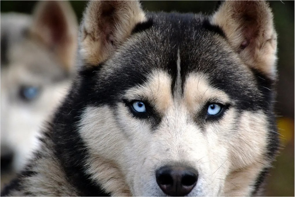 Husky kutya kép (90x60 cm)