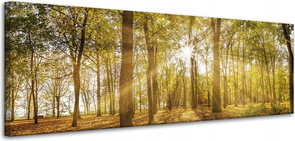 Vászonkép Nap a fák között az erdőben 120x40 cm