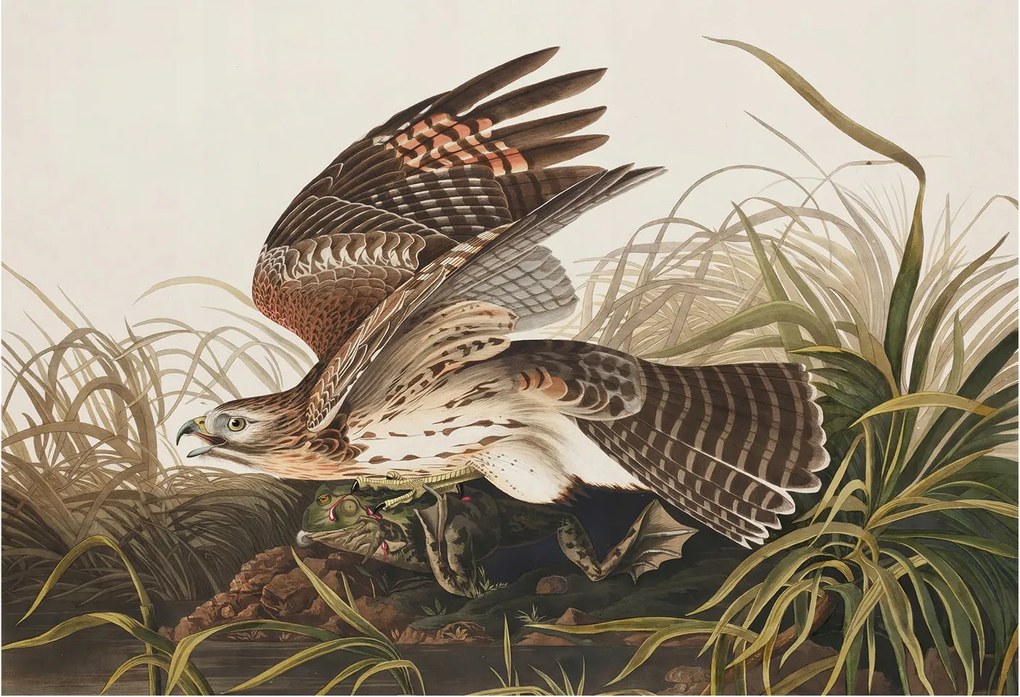 Fotótapéta Flizelin Dekoratív Hálószoba Szárnyas szépség 152x104