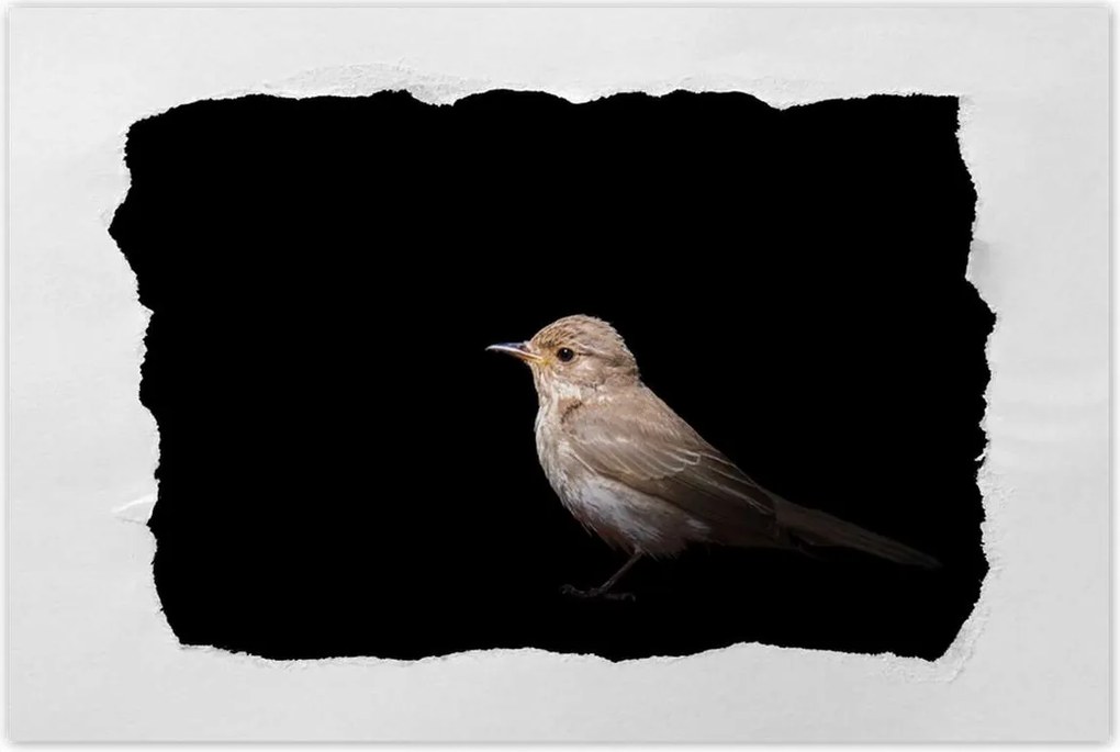 Poszterek 120x80 Kis veréb madár