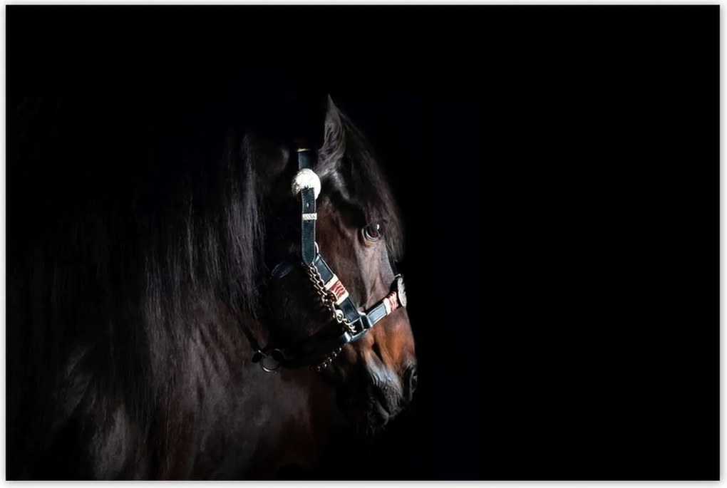 Poszterek 120x80 Ló ló fekete alapon