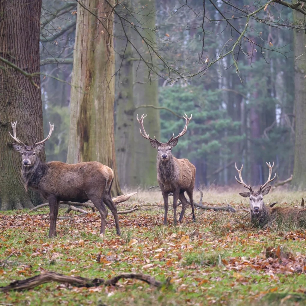 Poszter 90x90cm Szarvasok az erdőben, Assaf Frank