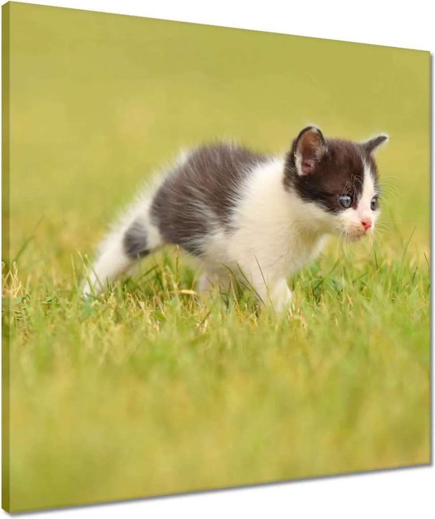 Vászonkép 50x50 Cica Cicák