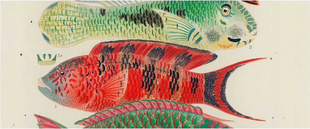 Flizelina Dekoratív Fotótapéta Hálószobába Egzotikus halak 250x104 Ragasztó