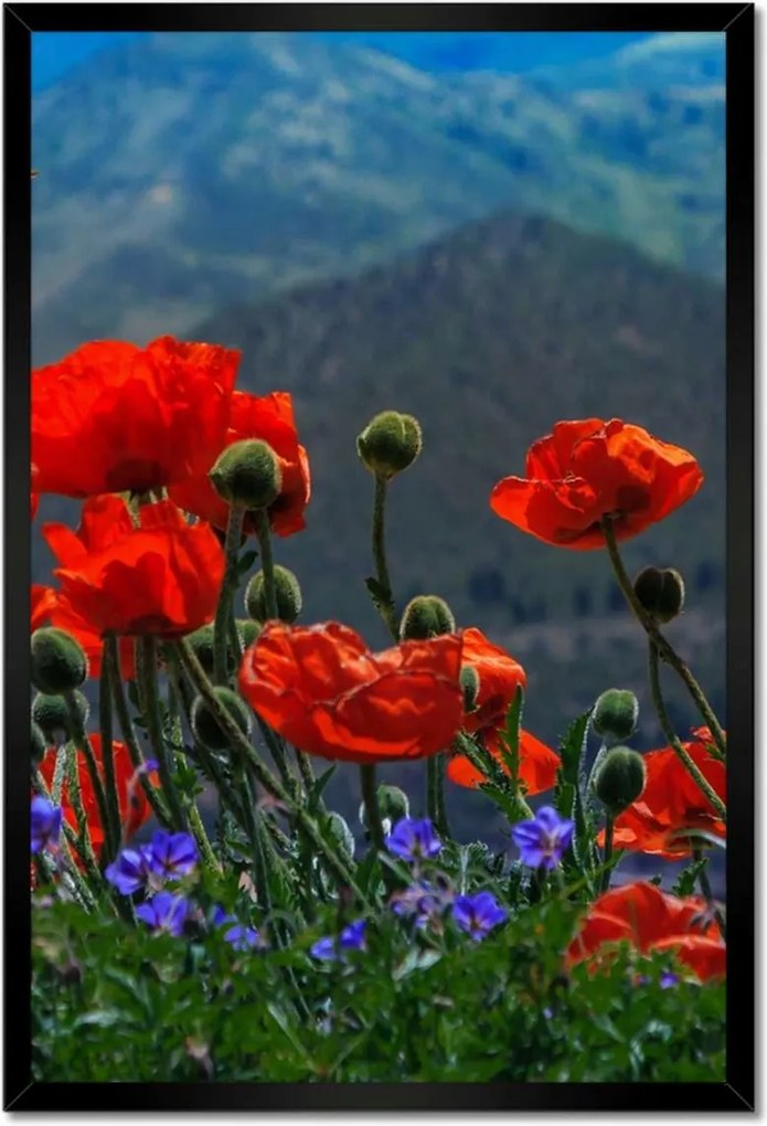 Poszter keretben 40x60 Piros pipacs Virágok