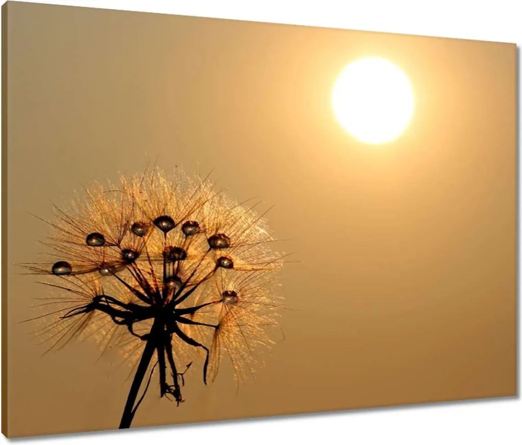 Vászonkép 80x60 Pitypang Virág Virágok