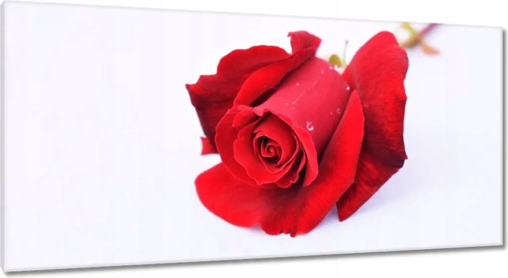 Vászonkép 115x55 Vörös rózsa a hóban