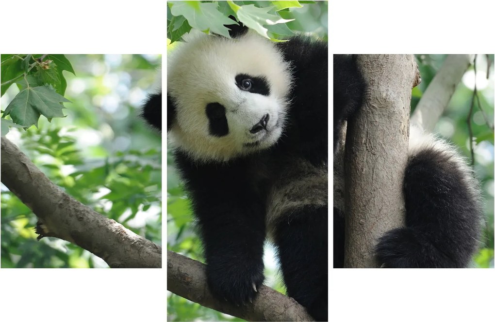 Kép - Panda a fán (90x60 cm)