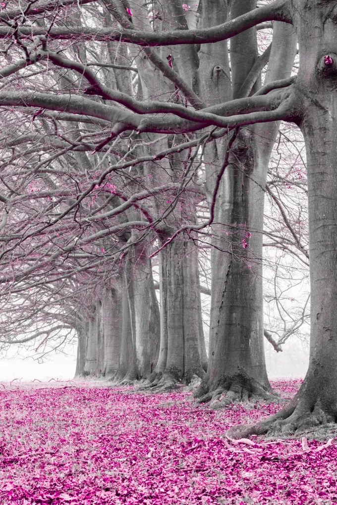 Poszter 20x30cm Fák egy sorban rózsaszín levelek, Assaf Frank