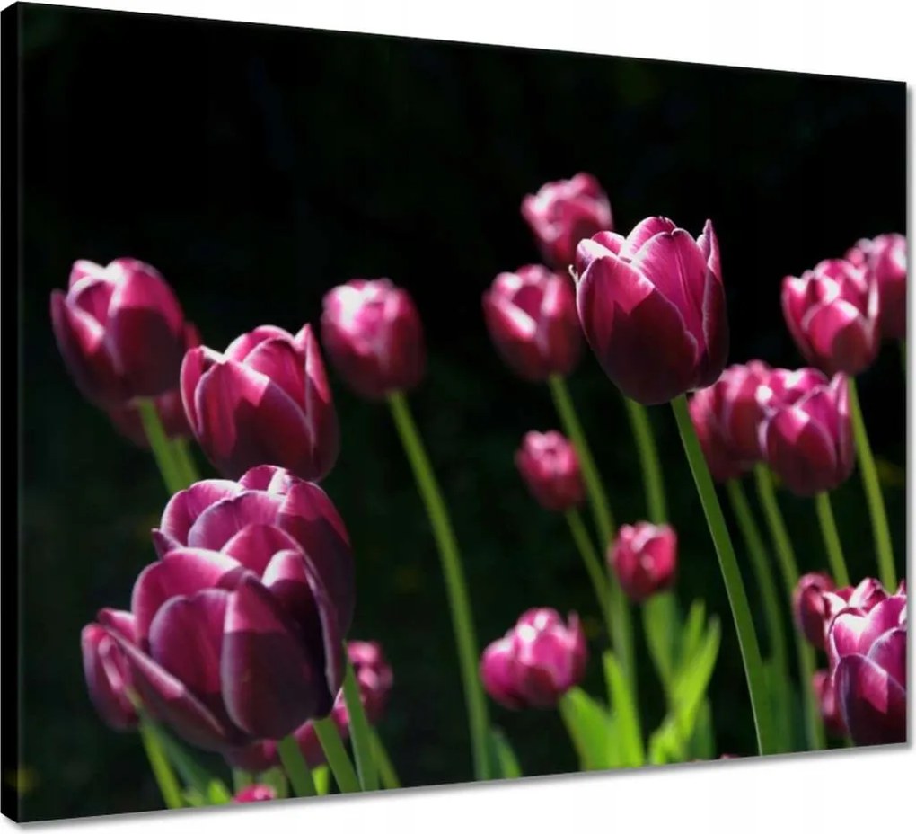 Vászonkép 50x40 Lila tulipánok