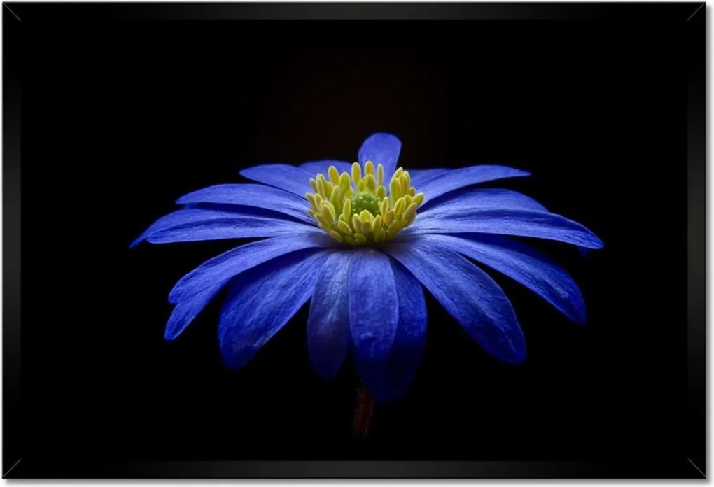Poszter keretben 60x40 Kék virág