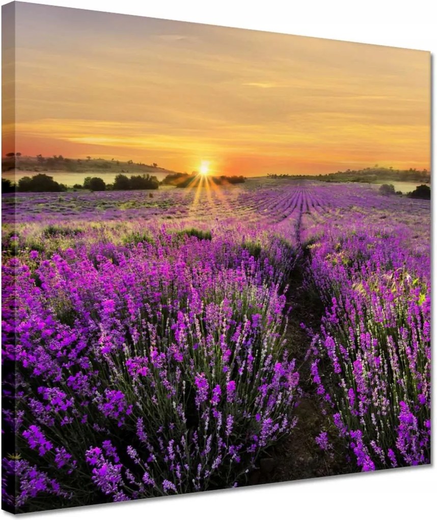 Vászonkép 30x30 Levendula Naplemente