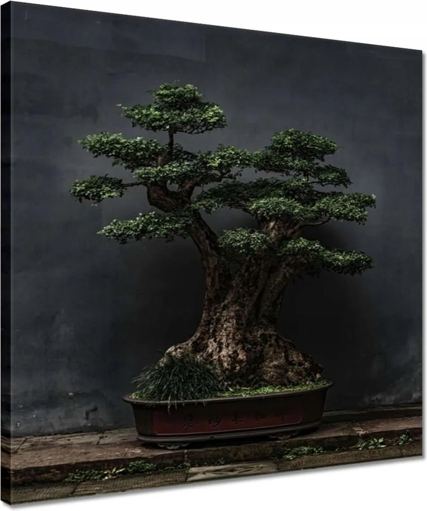 Vászonkép 40x40 Bonsai Fa Kultúra