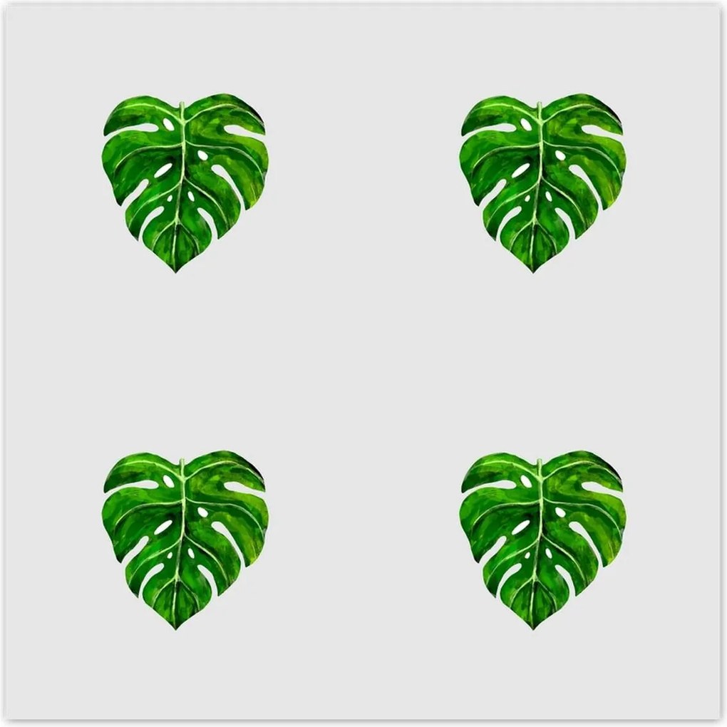 Poszterek 70x70 Monstera Lyukas levelek