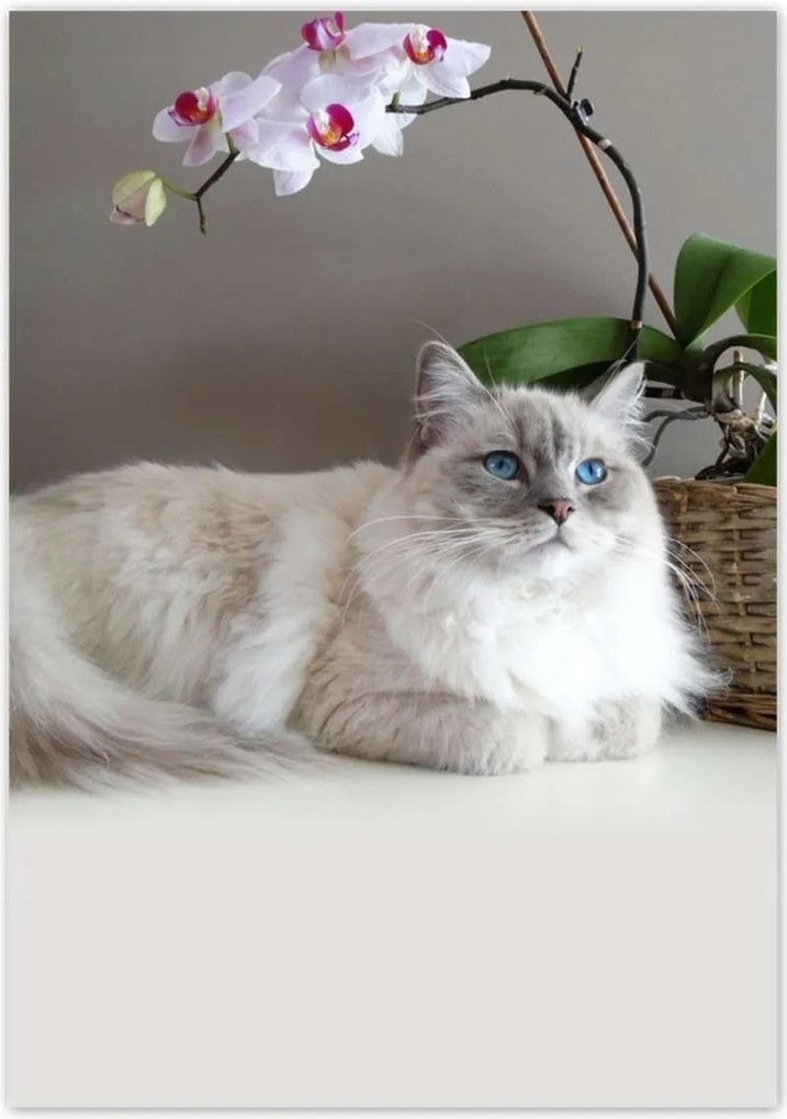 Poszterek 70x100 Ragdoll fajta macska