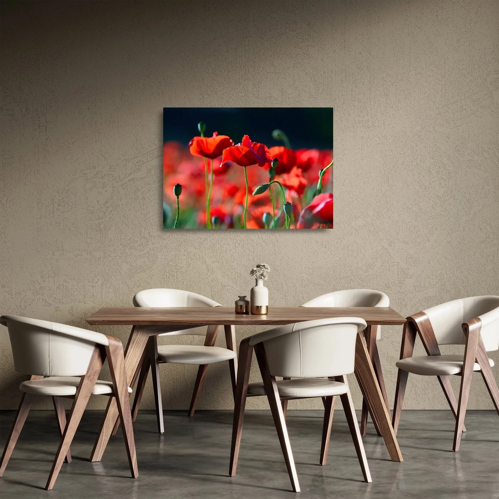 Kép - pipacsok (üvegen) (70x50 cm)